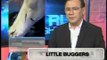 Teditorial: Little buggers