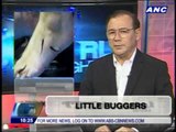 Teditorial: Little buggers