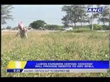 Luzon farmers hoping 'Dodong' will provide respite to dry spell