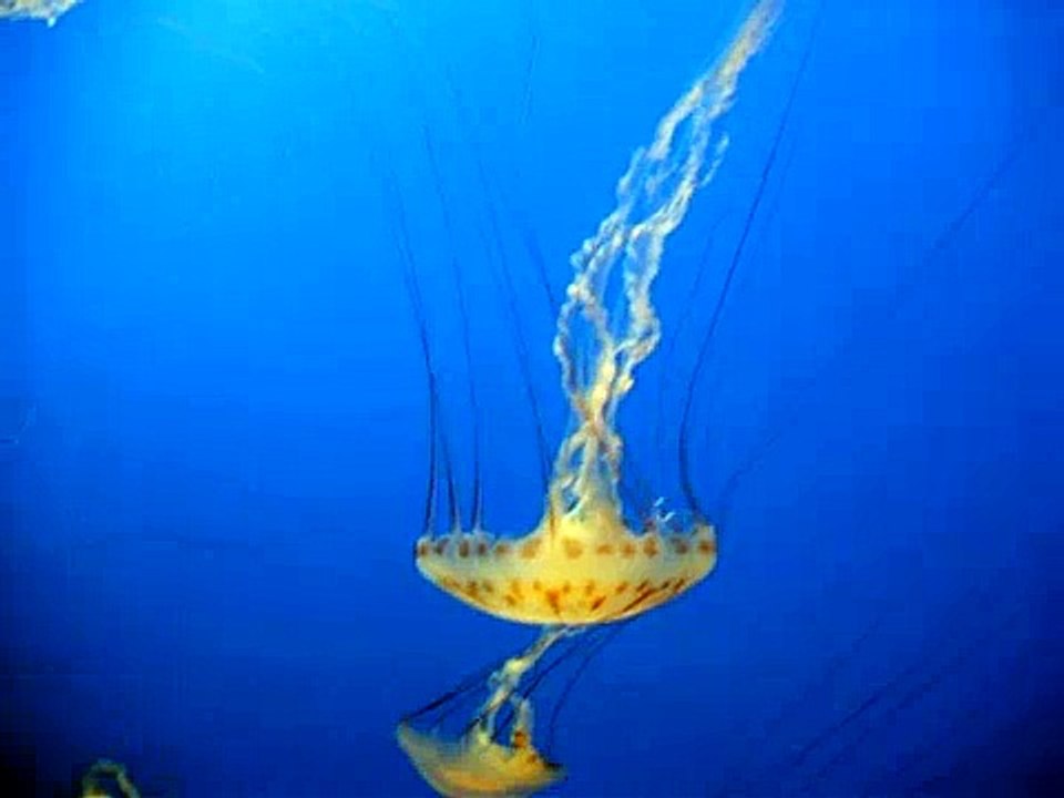 Medusas