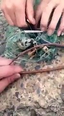 snake are stunned by what’s inside it