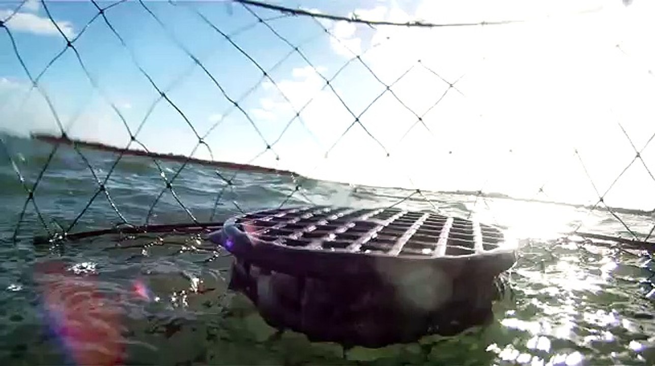 Crab Cam: Amazing underwater close up of grunting fish & a big bossy Crab! + Sound.