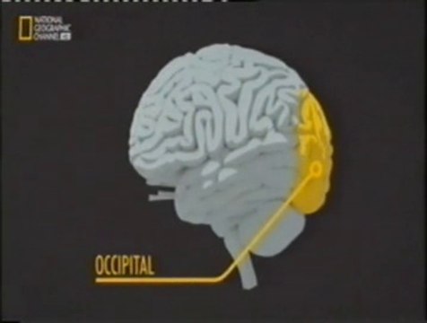Cerebro y percepcion de caras: Lobulo occipital y giro fusiforme