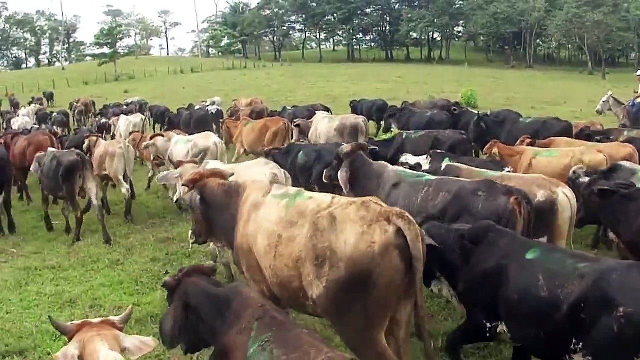 GANADERIAS LEIVA NICARAGUA. HACIENDA MONTANA