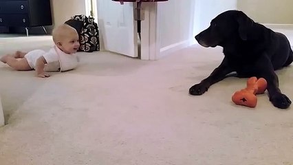 Baby's first crawl with her dog...