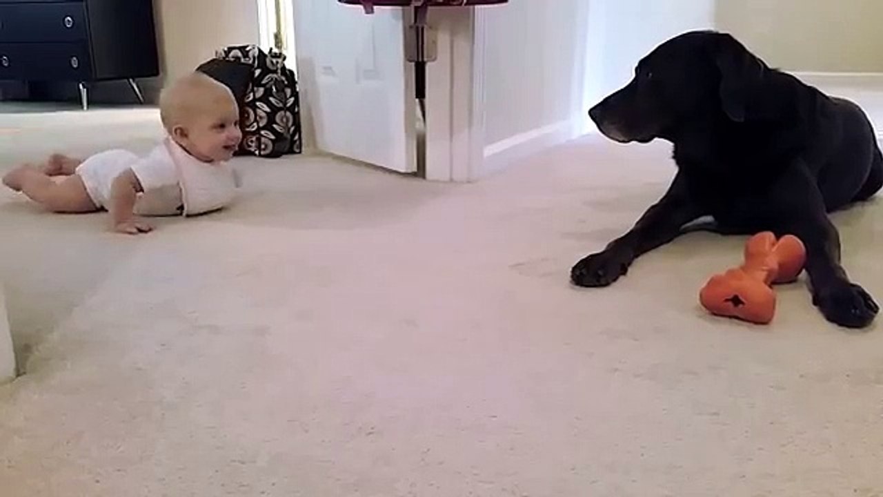 Baby's first crawl with her dog...