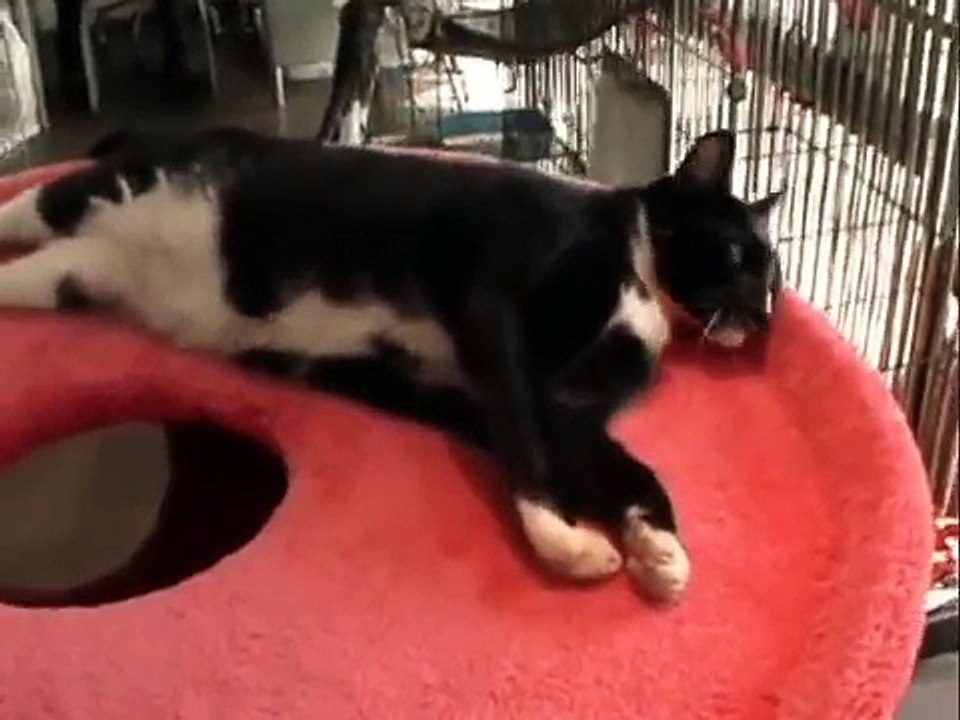 Martini Kitty Condo.avi