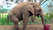 Elephant Rescue from Street Begging Update