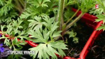 Jardin - Spéciale Vivaces