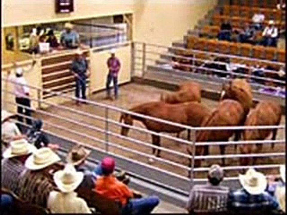 *Horse Auctions-The sad truth*