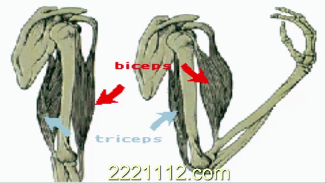 Muscles move joints