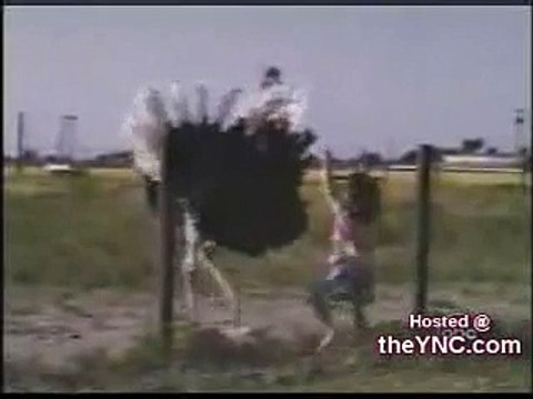 Dancing Animals Comvdosada, Flv, Httpdpvdo, Lol, dancing?syndication=228326