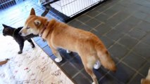 ママだと思ってる柴犬から離れない猫 shibainu cat