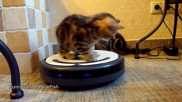 Kittens Cleans The Kitchen on a Roomba . Funny Cats