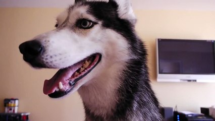 Mishka is Really Really Angry - SUBTITLED