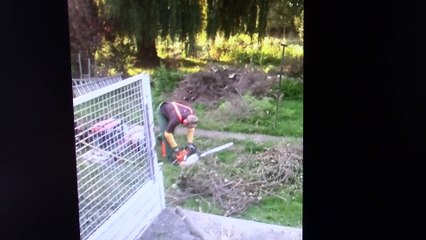 Abattage Cèdre bleu