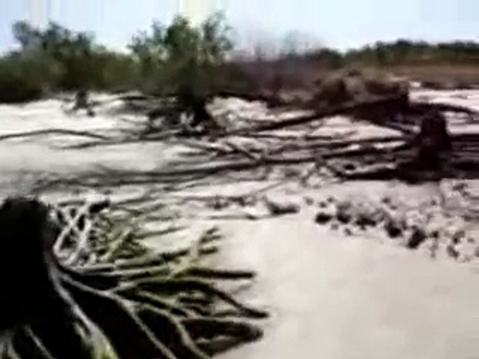 Dead Mermaid Found On Beach