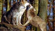 Wolves are Protected Species in the Netherlands.(Proud to be Dutch).