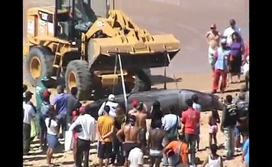 Trator remove baleia encalhada de 6 toneladas