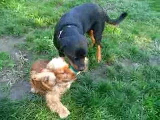 pénible les cockers!