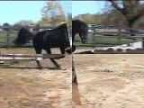Zero Gravity Friesian Stallion