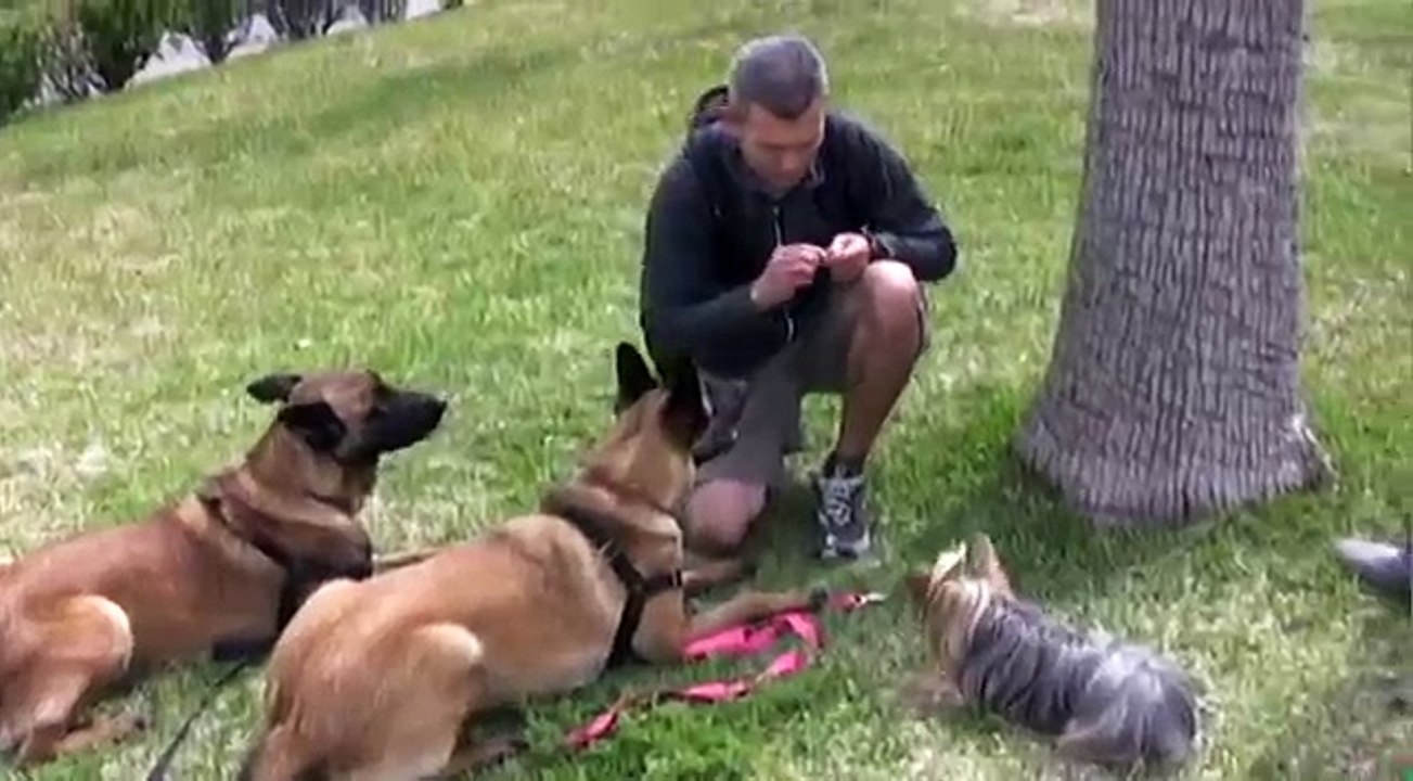 Training high drive dogs