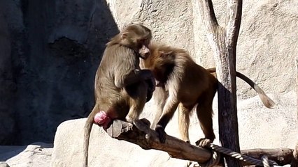 Clever Maszatka (Hamadryas Baboon, Budapest Zoo)
