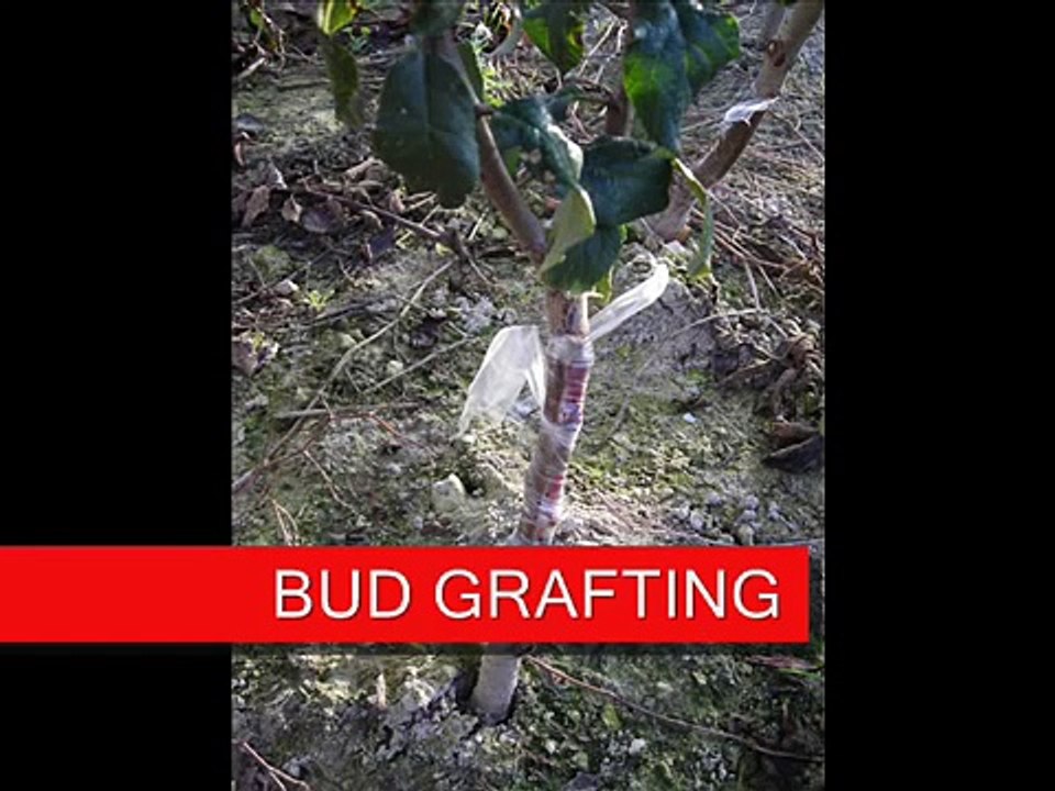 bud grafting animation