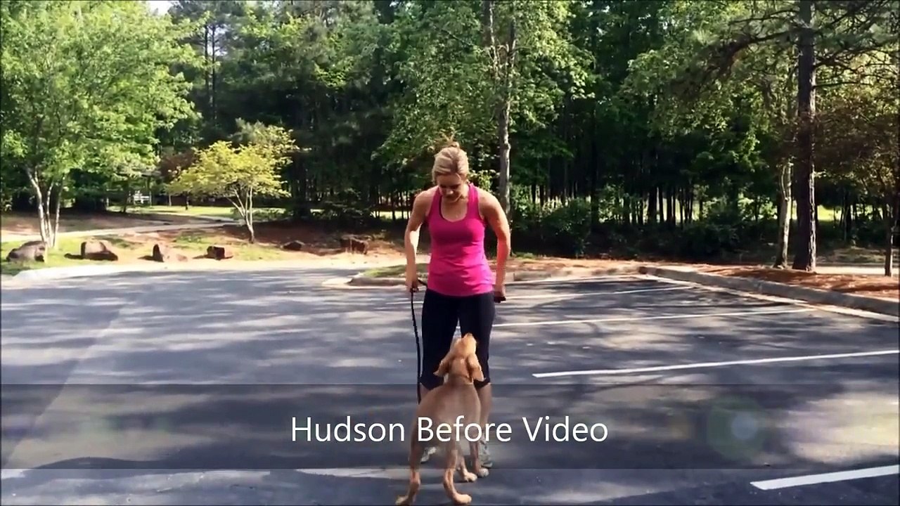 5mo old Golden Retreiver "Hudson" Before and After Video - Dog Training Raleigh Durham