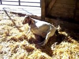 HUGE baby goat being born 13 lbs. Boer goat giving birth to a giant kid! See SHREK