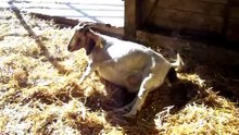 HUGE baby goat being born 13 lbs. Boer goat giving birth to a giant kid! See SHREK
