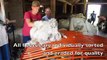 Merino  sheep shearing, Australia.