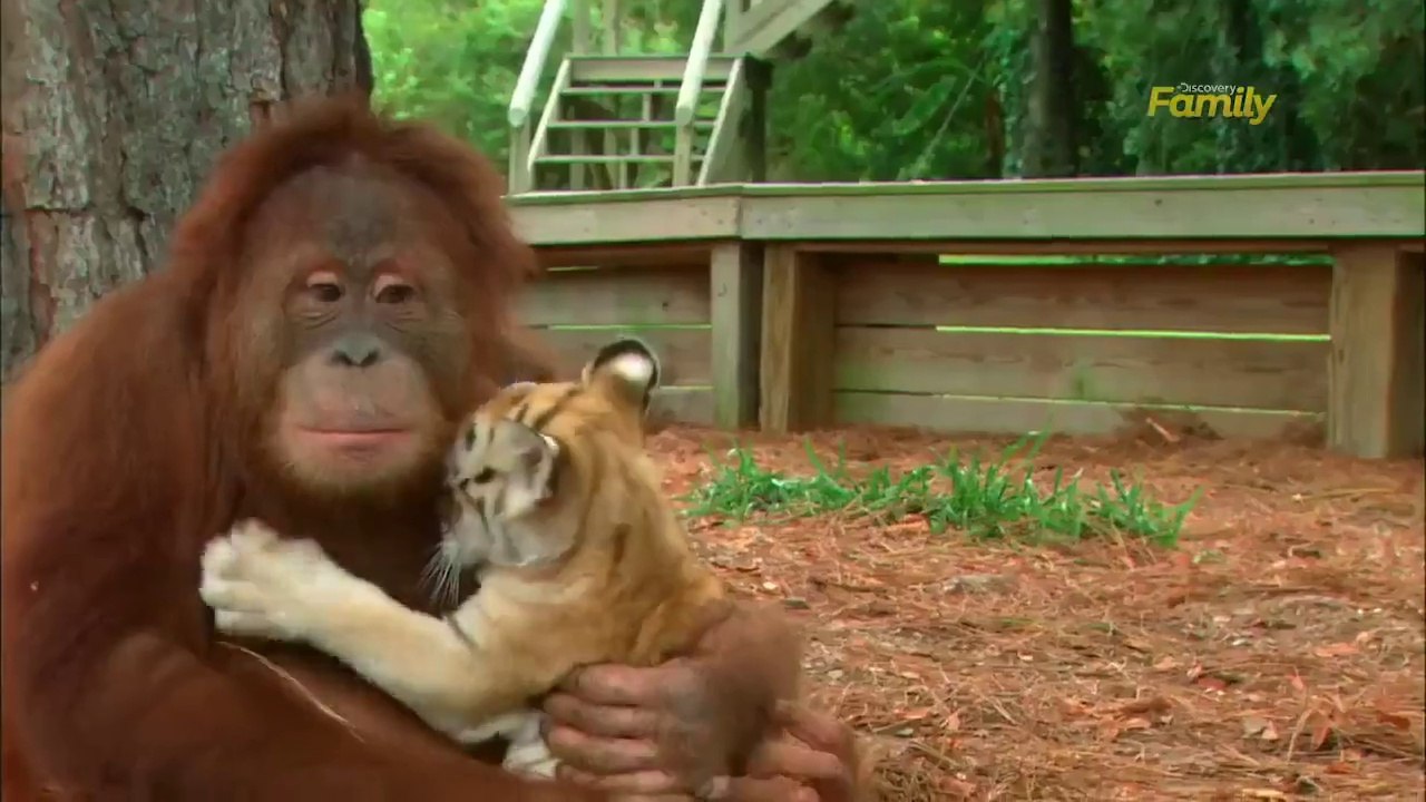 Un orang  outan  adopte des b b s tigres Vid o Dailymotion