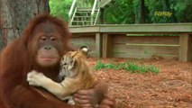Un orang-outan adopte des bébés tigres