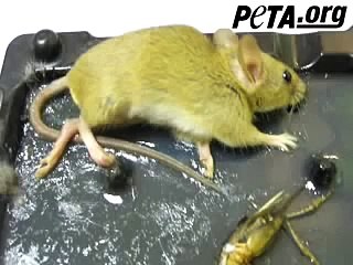 Lowe's Glue-Trap Cruelty