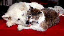 Samoyed Puppy and Cat best friends giving kisses