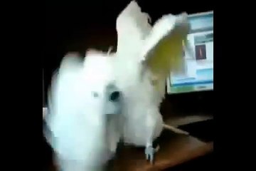Cacatua parrot dancing Heavy Metal