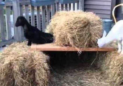 Rescue Goat Takes a Tumble