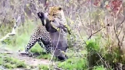 Wild boar vs Leopard The Non Stop Bloody War