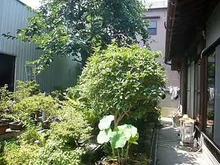 Traditional Japanese house