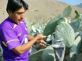 Plantas medicinales- osteoporosis baja con Tuna del Nopal