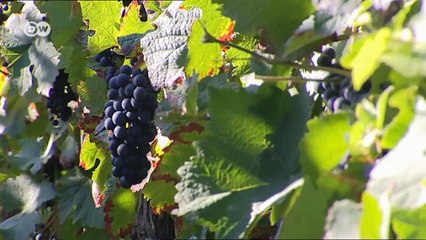 Pfalz - Biking on the German Wine Route | Discover Germany