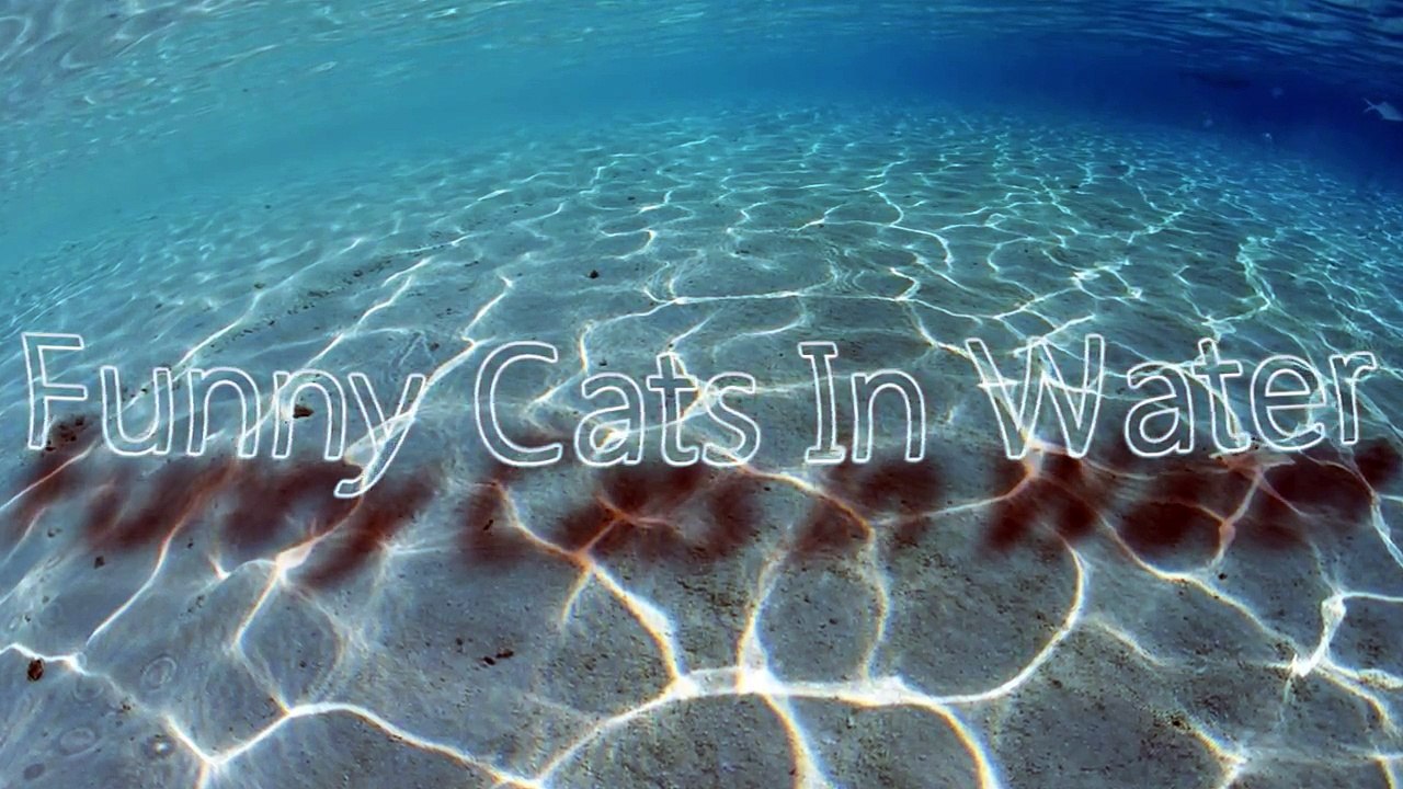 Funny Cats In Water Compilation 2014