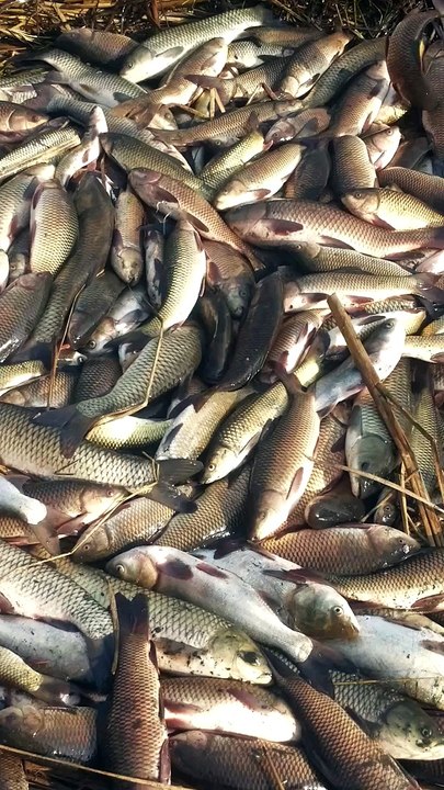 adi fish farm