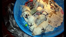 Yellow Labrador Retriever Puppy Dog 1st year - Kylie Year 1