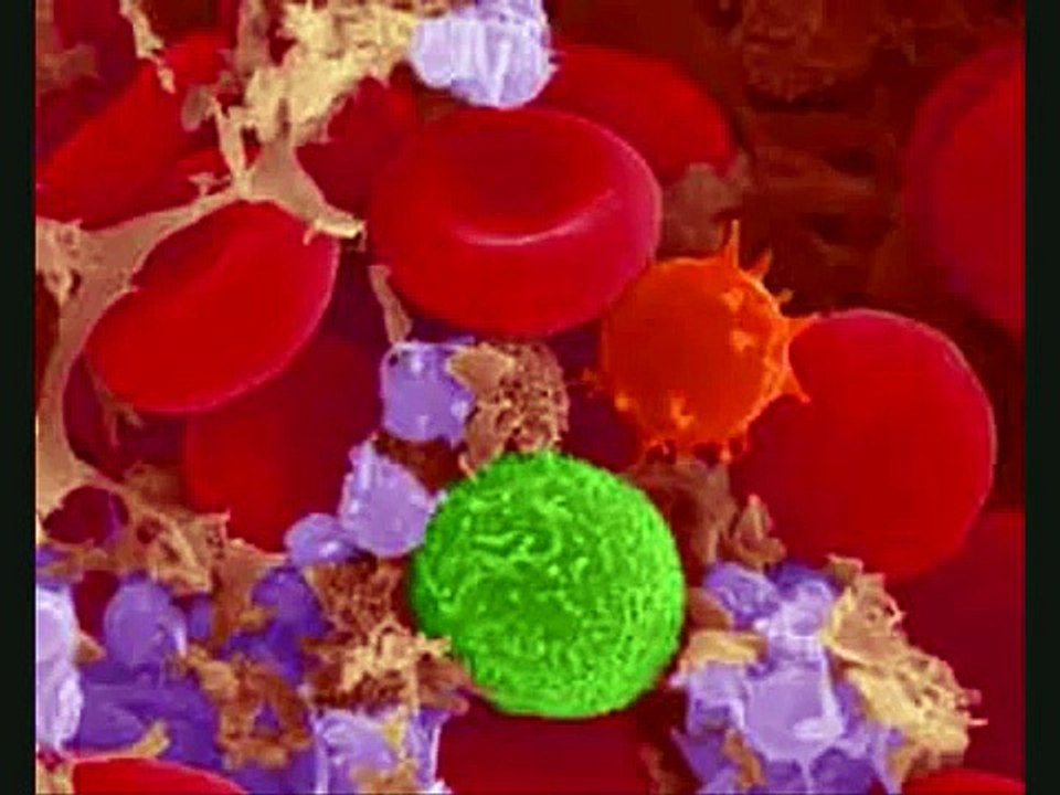 Circulatory System Vid