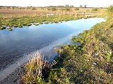 Contaminación de ambientes naturales por vertidos del Parque Industrial Chajarí, Entre Ríos, AR