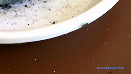 Polowanie pająka "Skakun Arlekinowy"  / Zebra Spider hunting