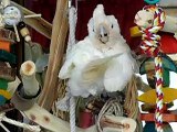 Goffin cockatoo preening