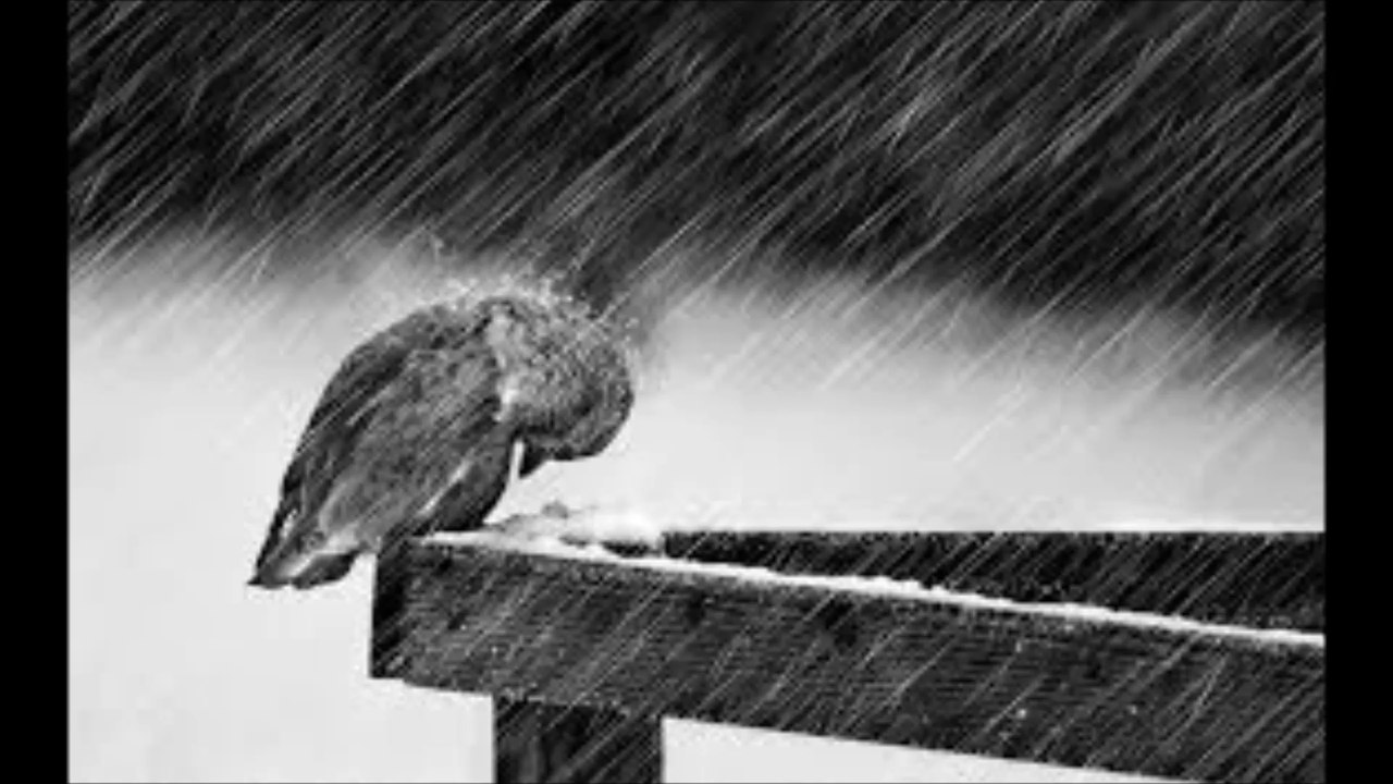 Dies Natalis - Rain